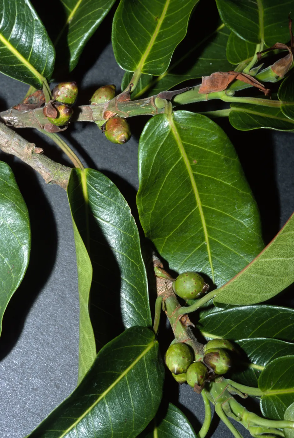 Ficus thonningii