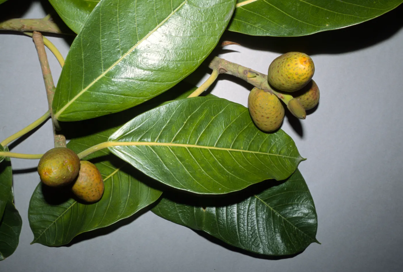 Ficus vogelii