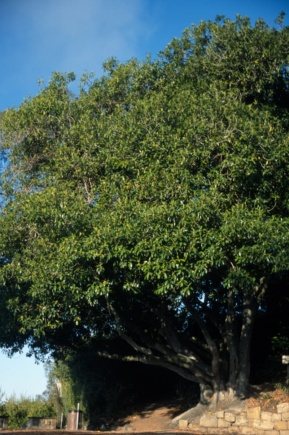 Ficus watkinsiana