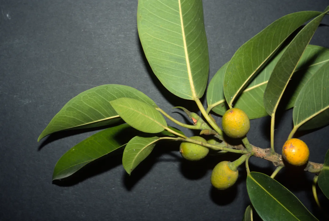Ficus watkinsiana