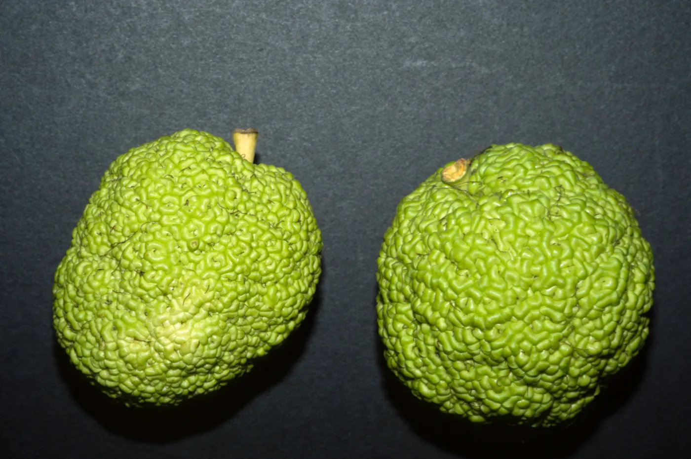 Maclura pomifera