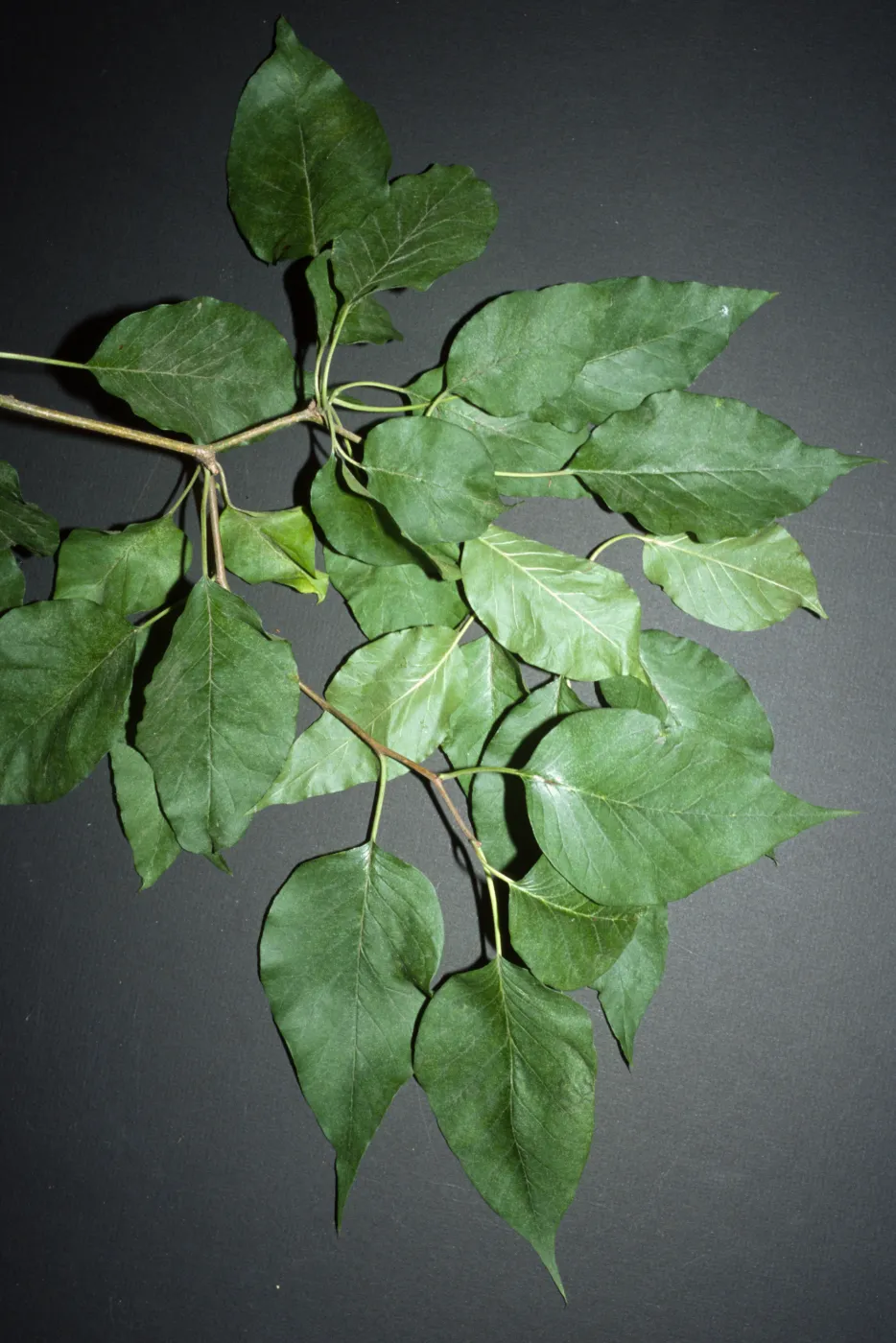 Maclura pomifera