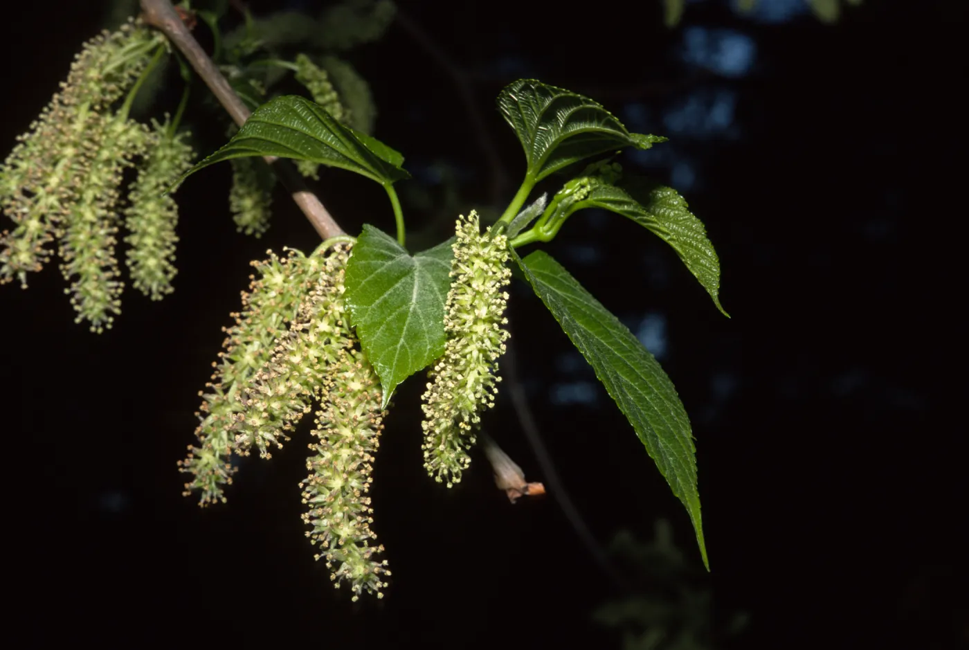 Morus alba