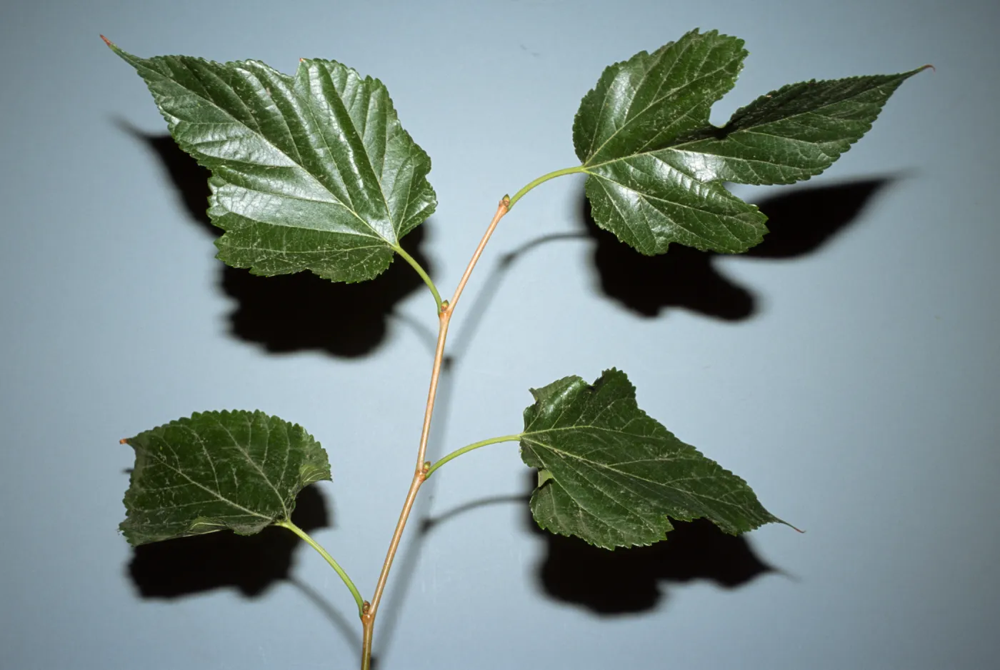 Morus alba