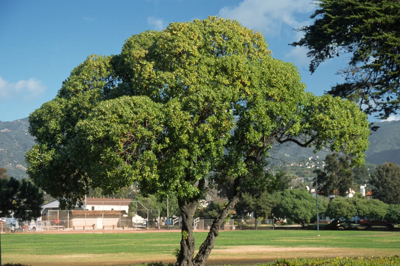 Myoporum laetum