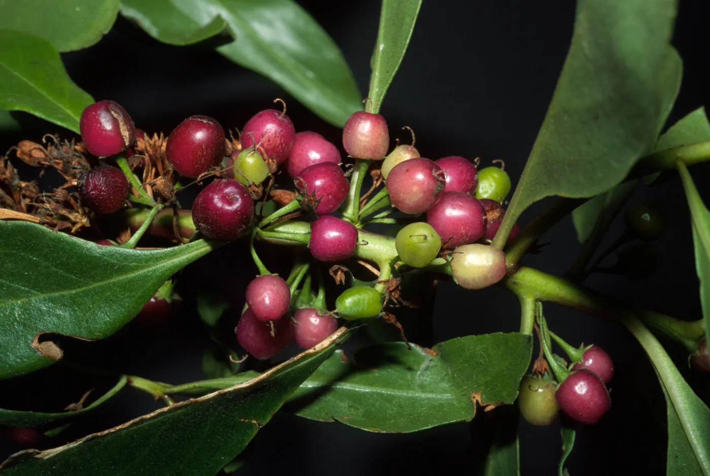 Myoporum laetum