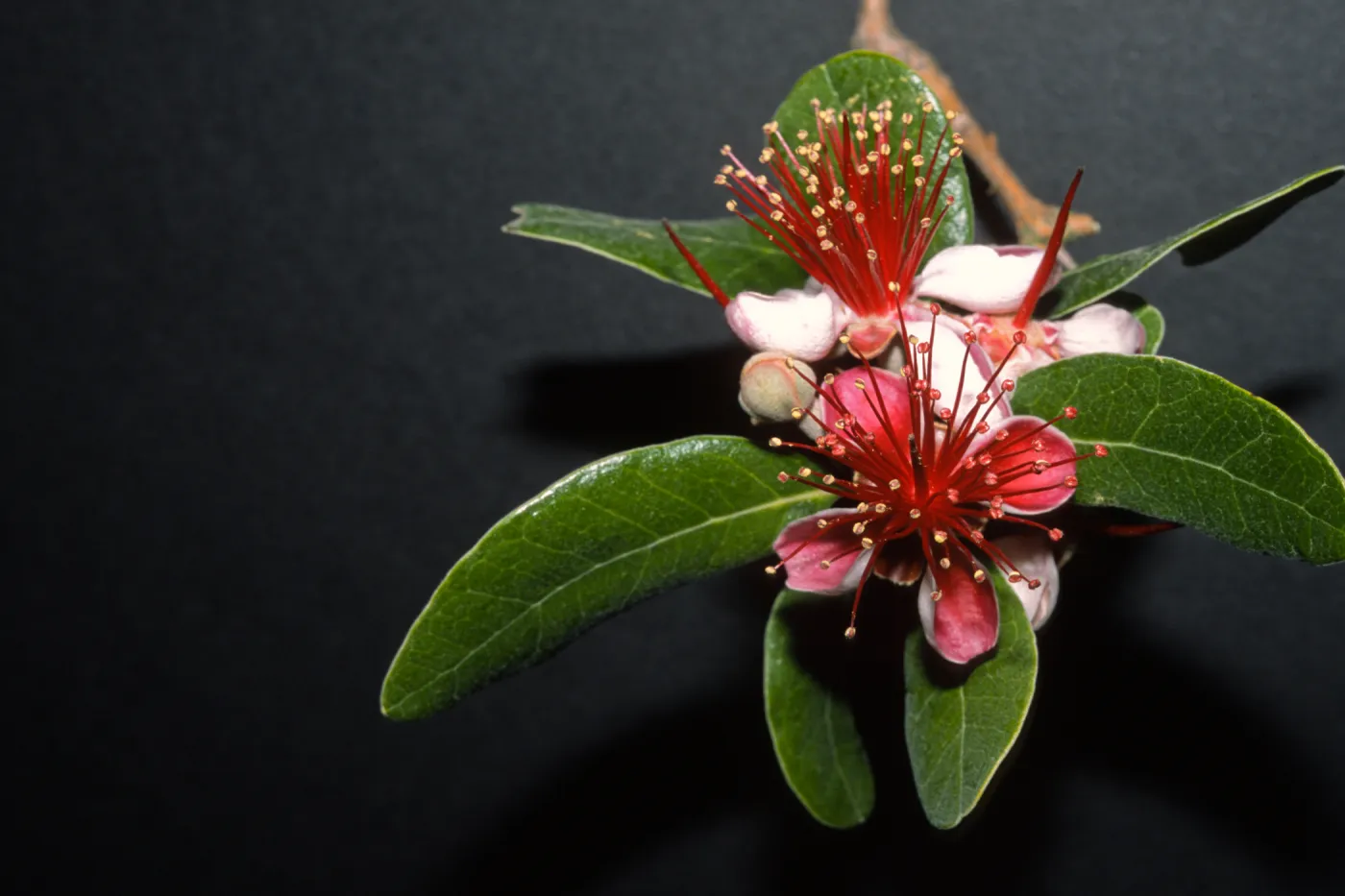 Acca sellowiana, also Feijoa sellowiana