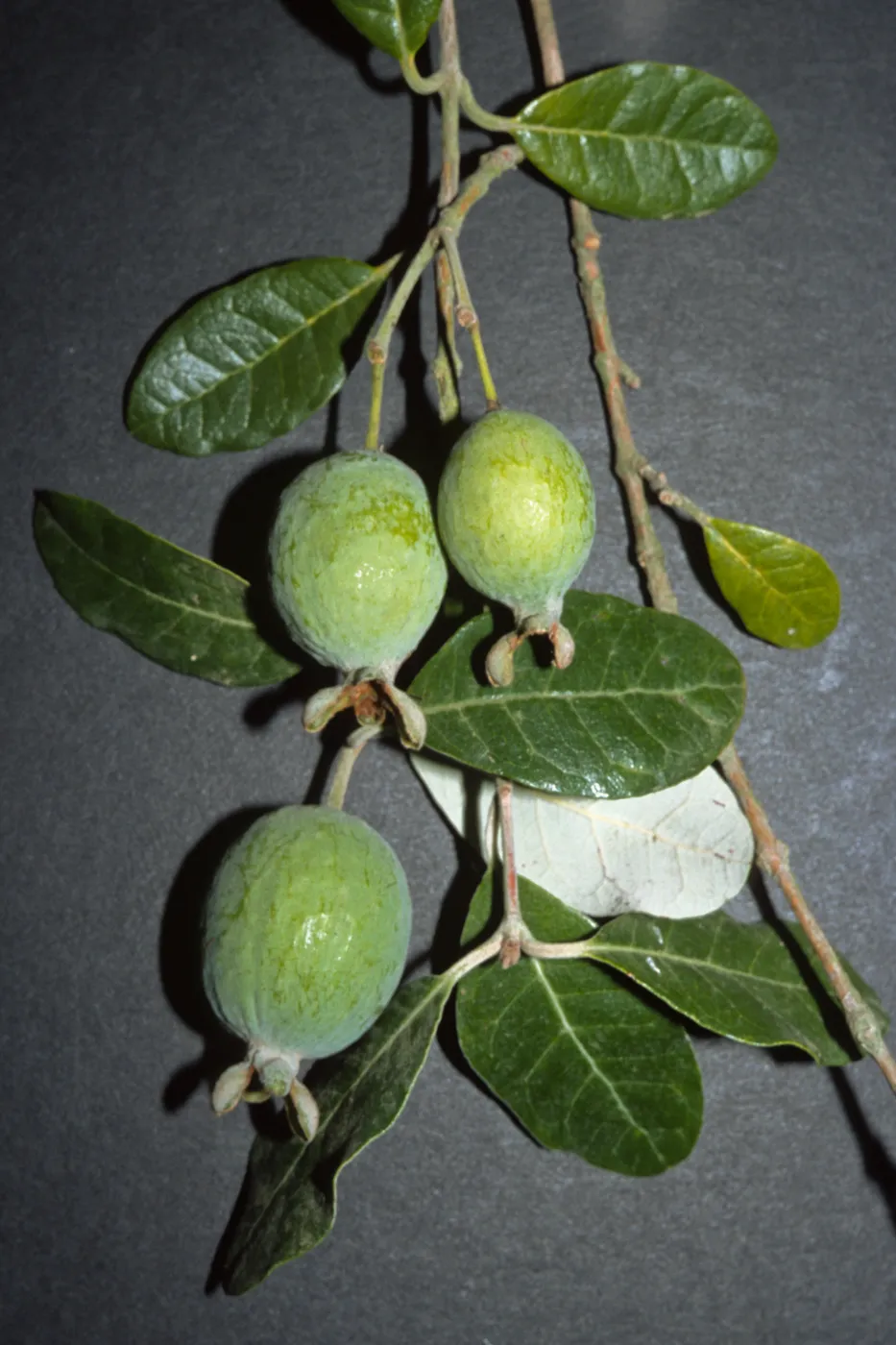 Acca sellowiana, also Feijoa sellowiana