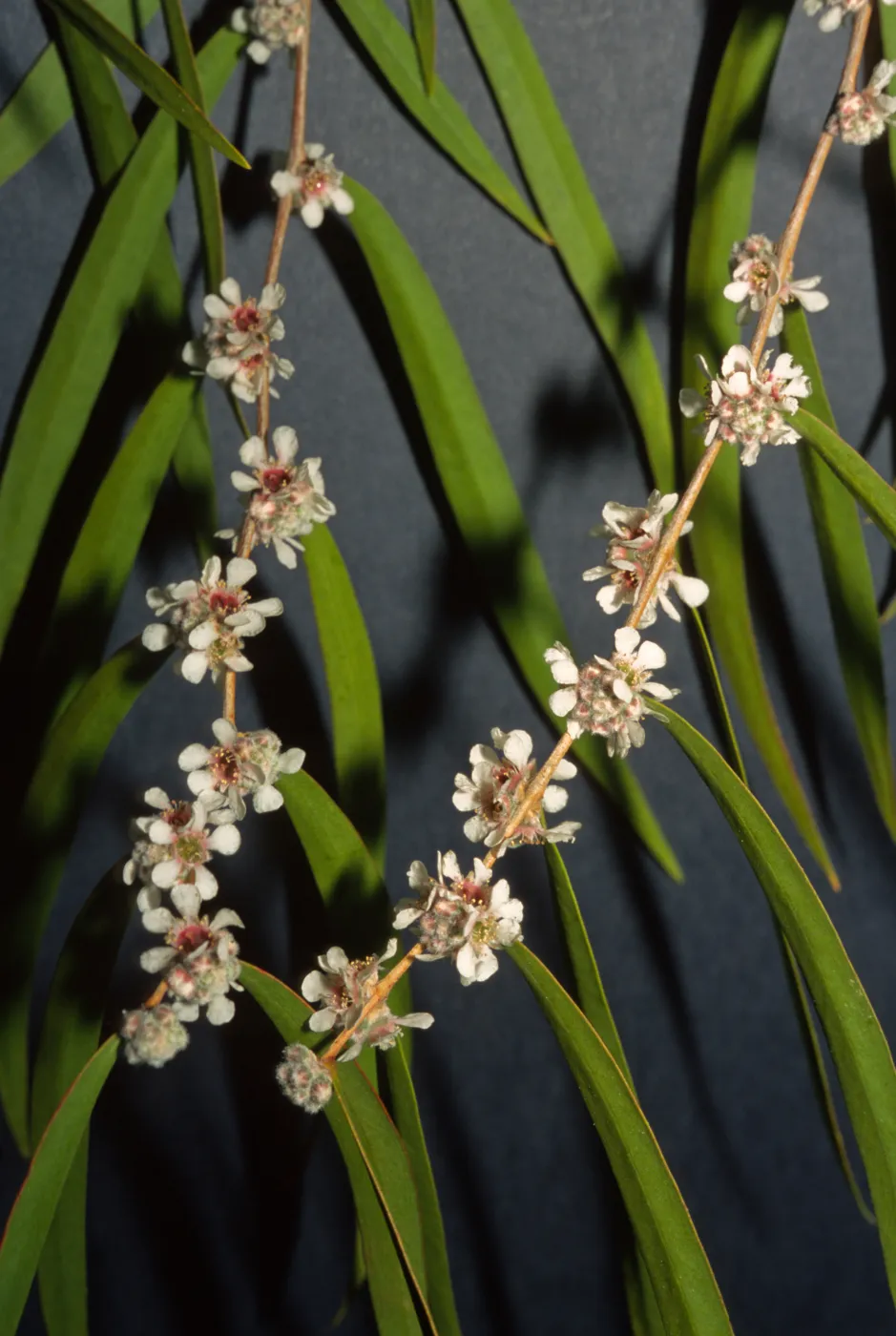 Agonis flexuosa