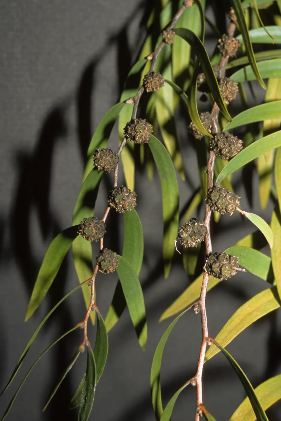 Agonis flexuosa