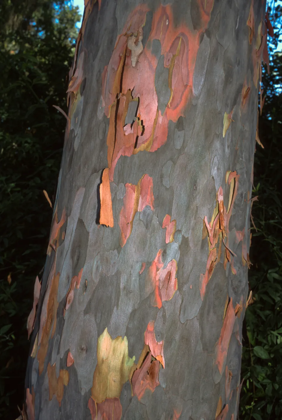 Angophora costata