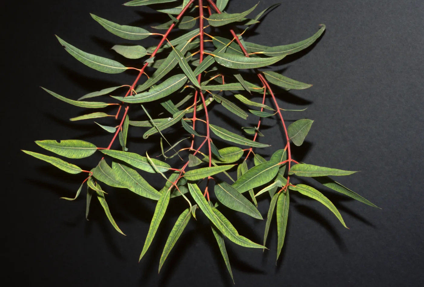 Angophora costata