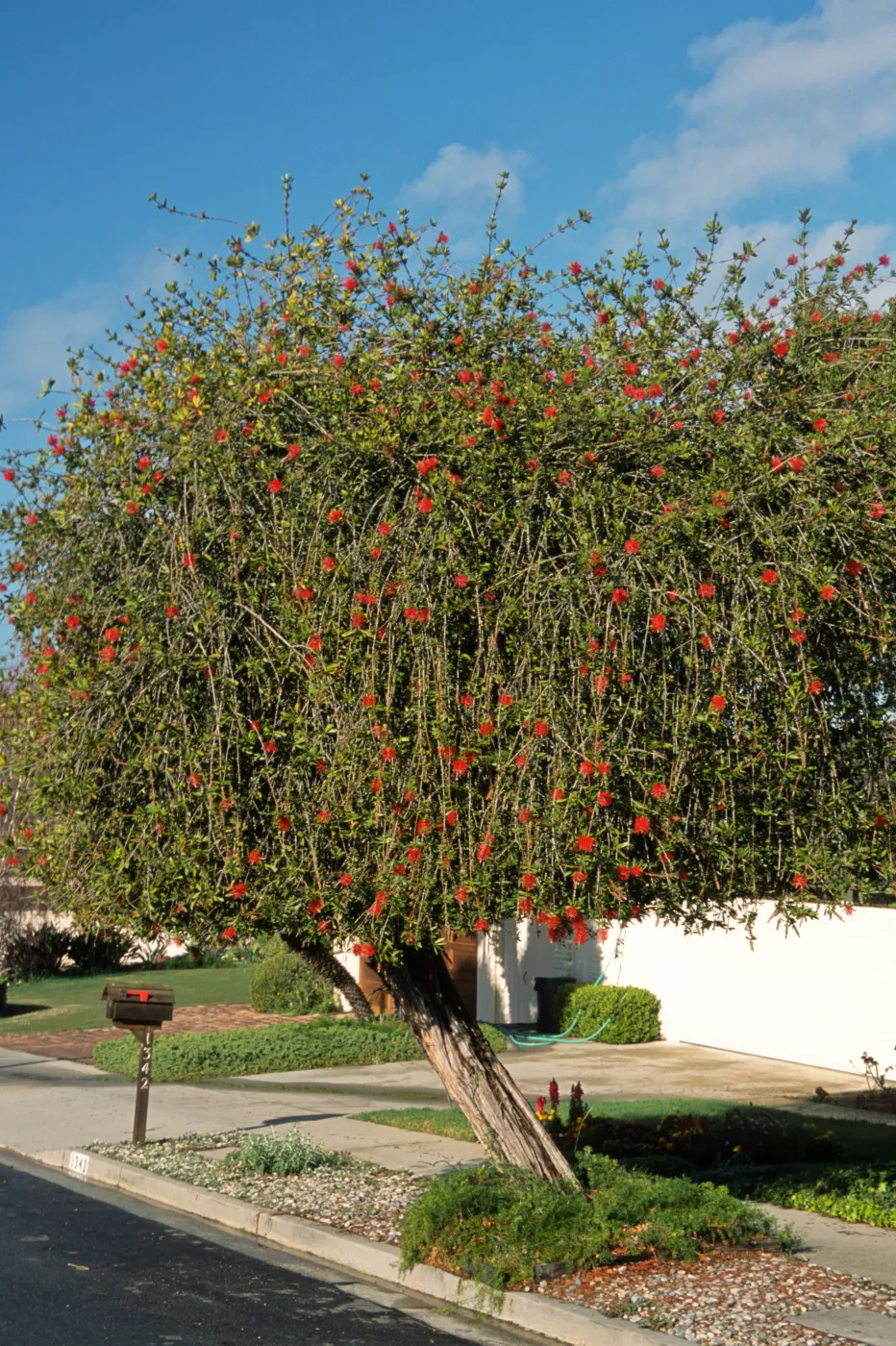 Callistemon citrinus