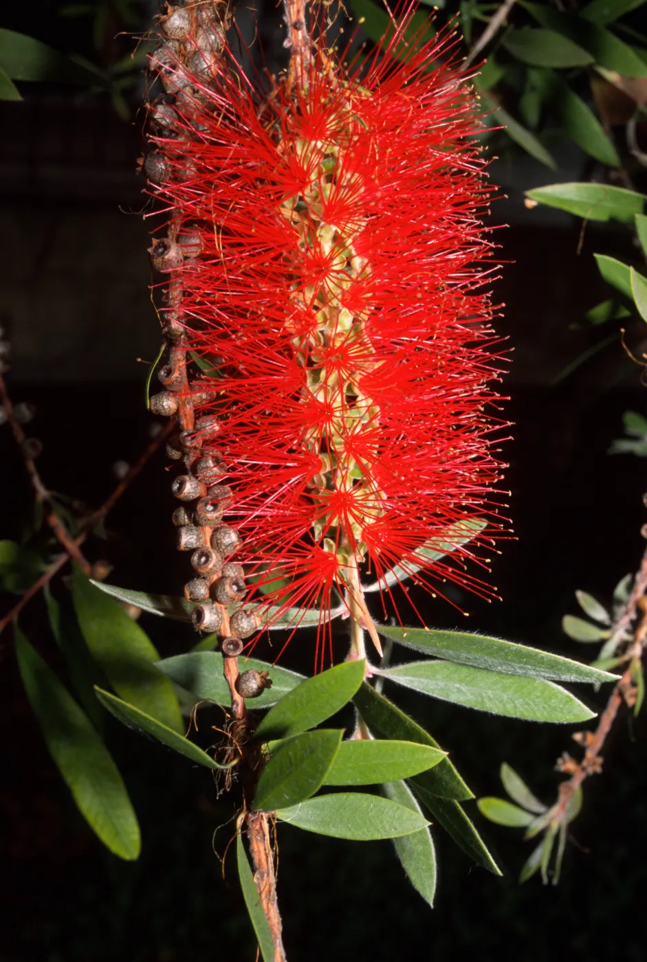Callistemon citrinus