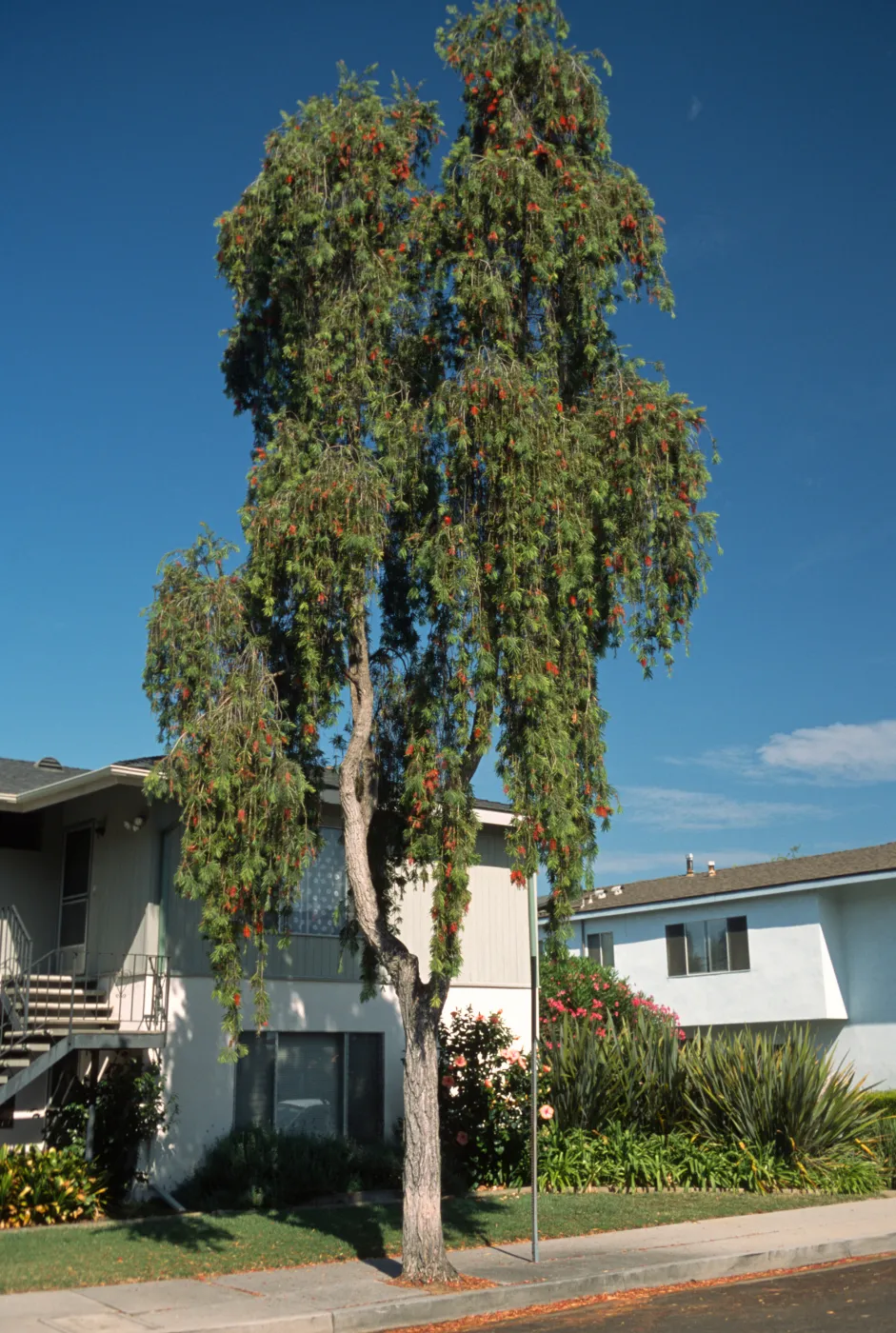 Callistemon viminalis