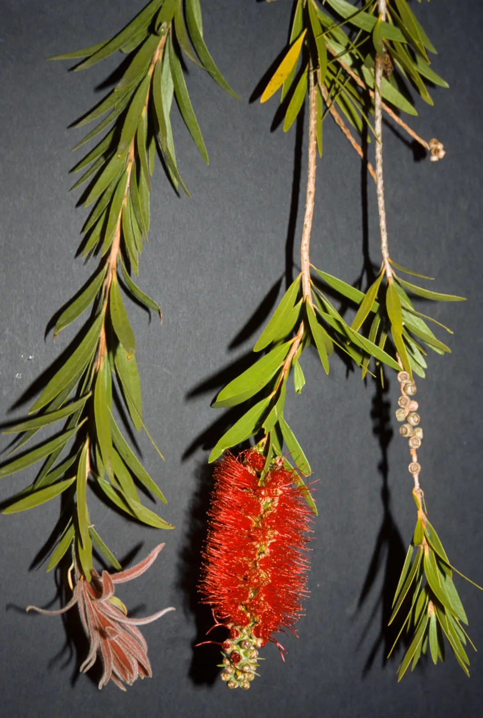 Callistemon viminalis