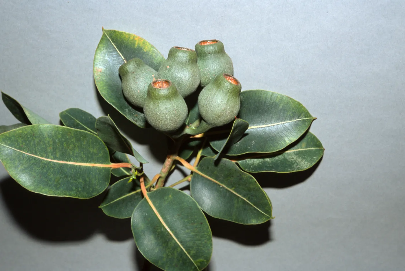 Corymbia calophylla, also called Eucalyptus calophylla