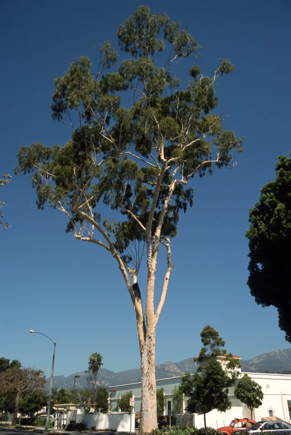 Corymbia citriodora, also called Eucalyptus citriodora