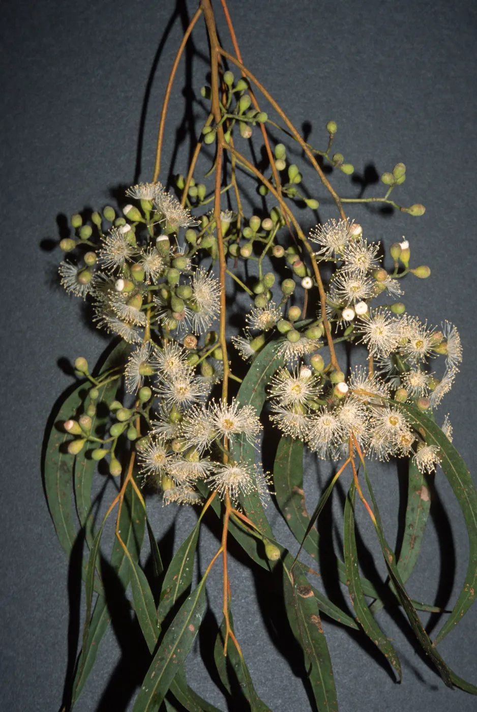 Corymbia citriodora, also called Eucalyptus citriodora