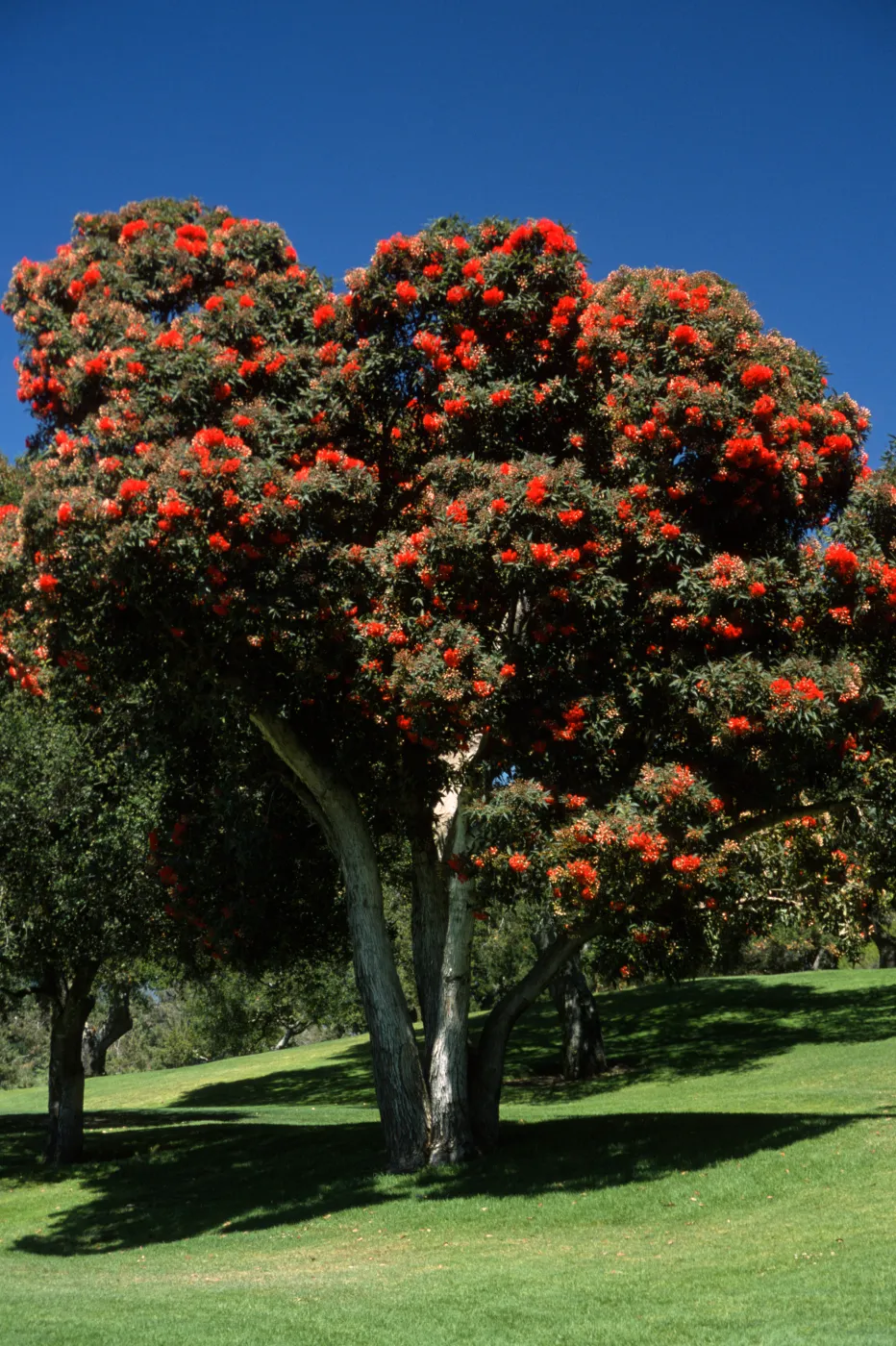 Corymbia ficifolia, also called Eucalyptus ficifolia