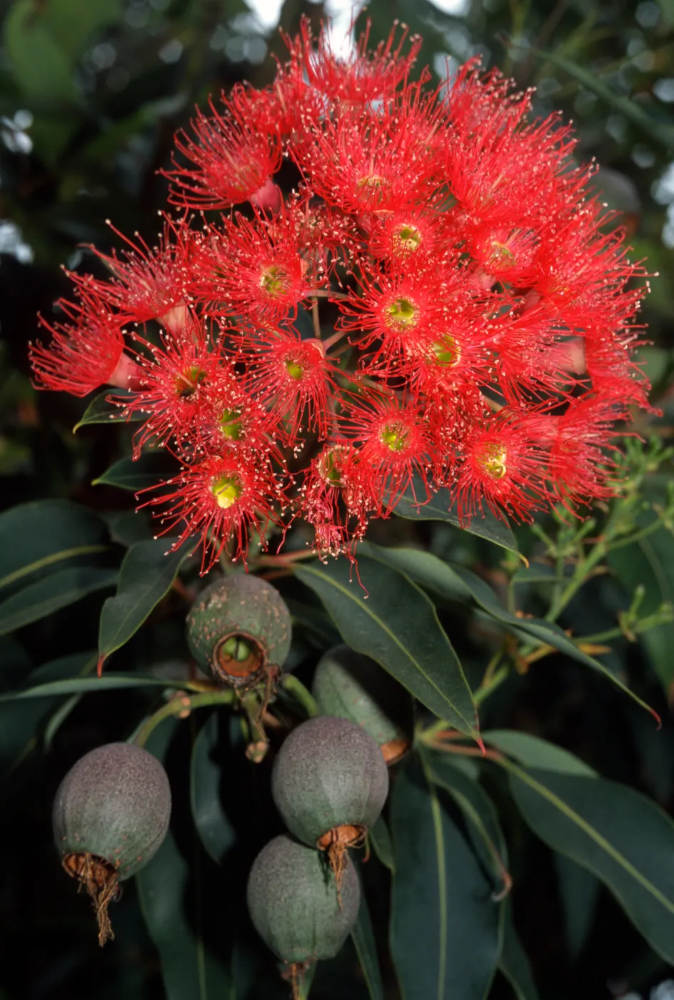 Corymbia ficifolia, also called Eucalyptus ficifolia