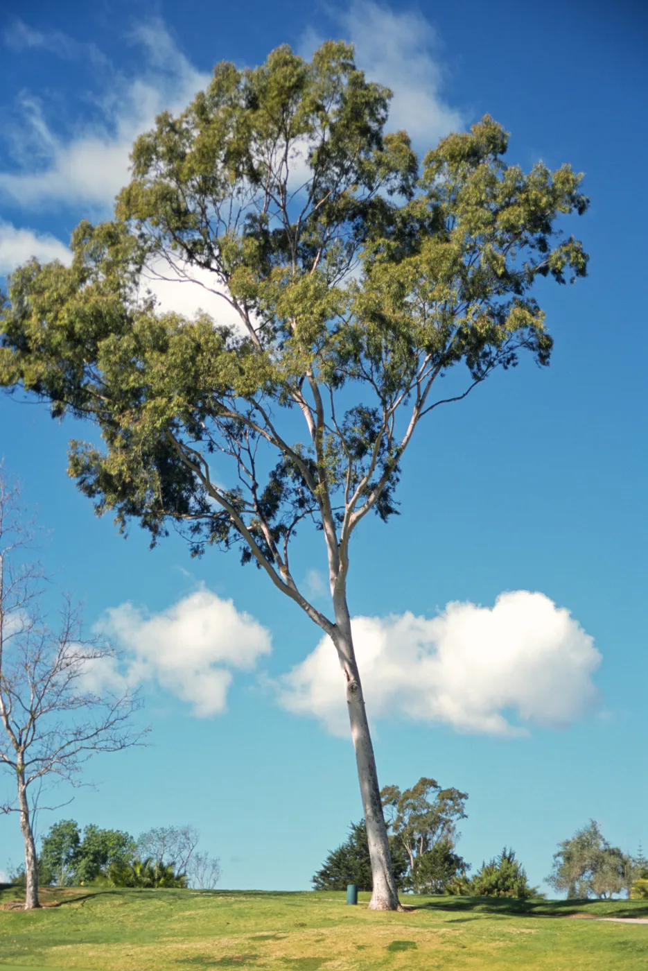 Corymbia maculata, also called Eucalyptus maculata