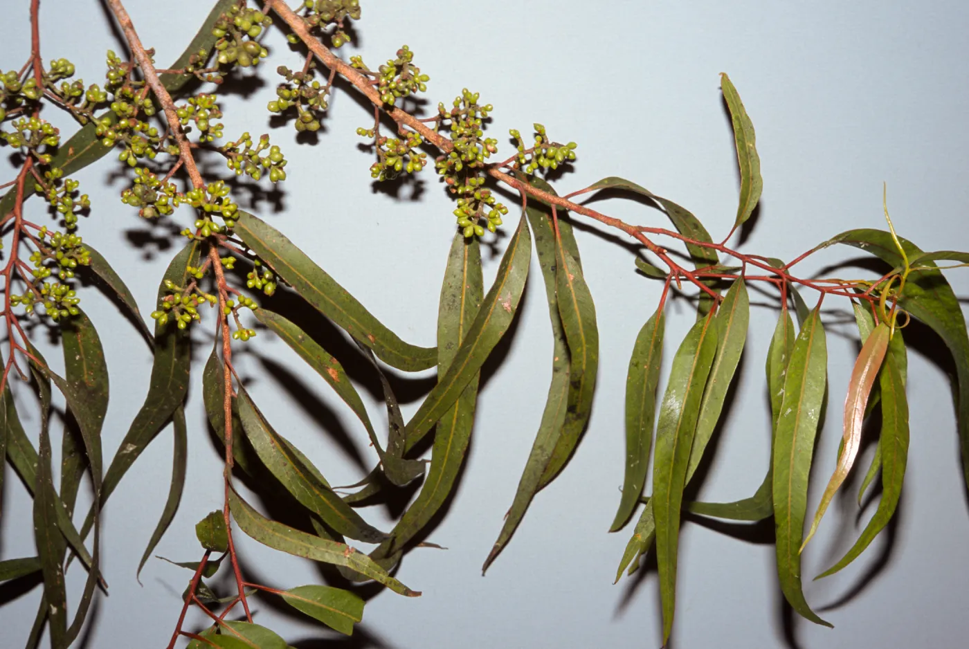 Corymbia maculata, also called Eucalyptus maculata