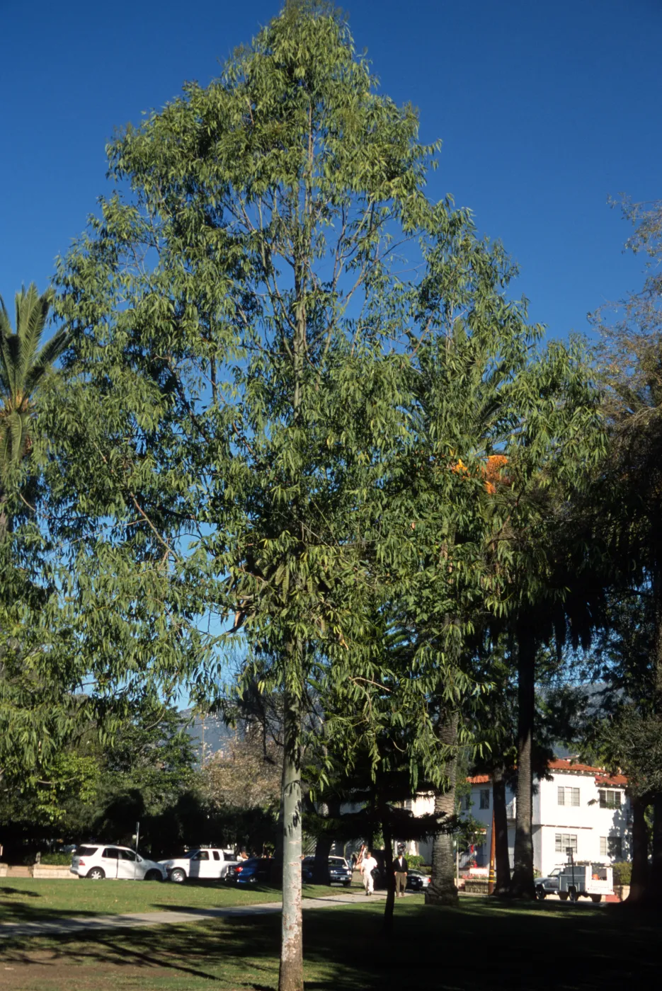 Corymbia torelliana, prev. Eucalyptus torelliana