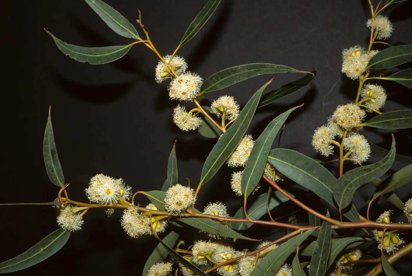 Eucalyptus botryoides