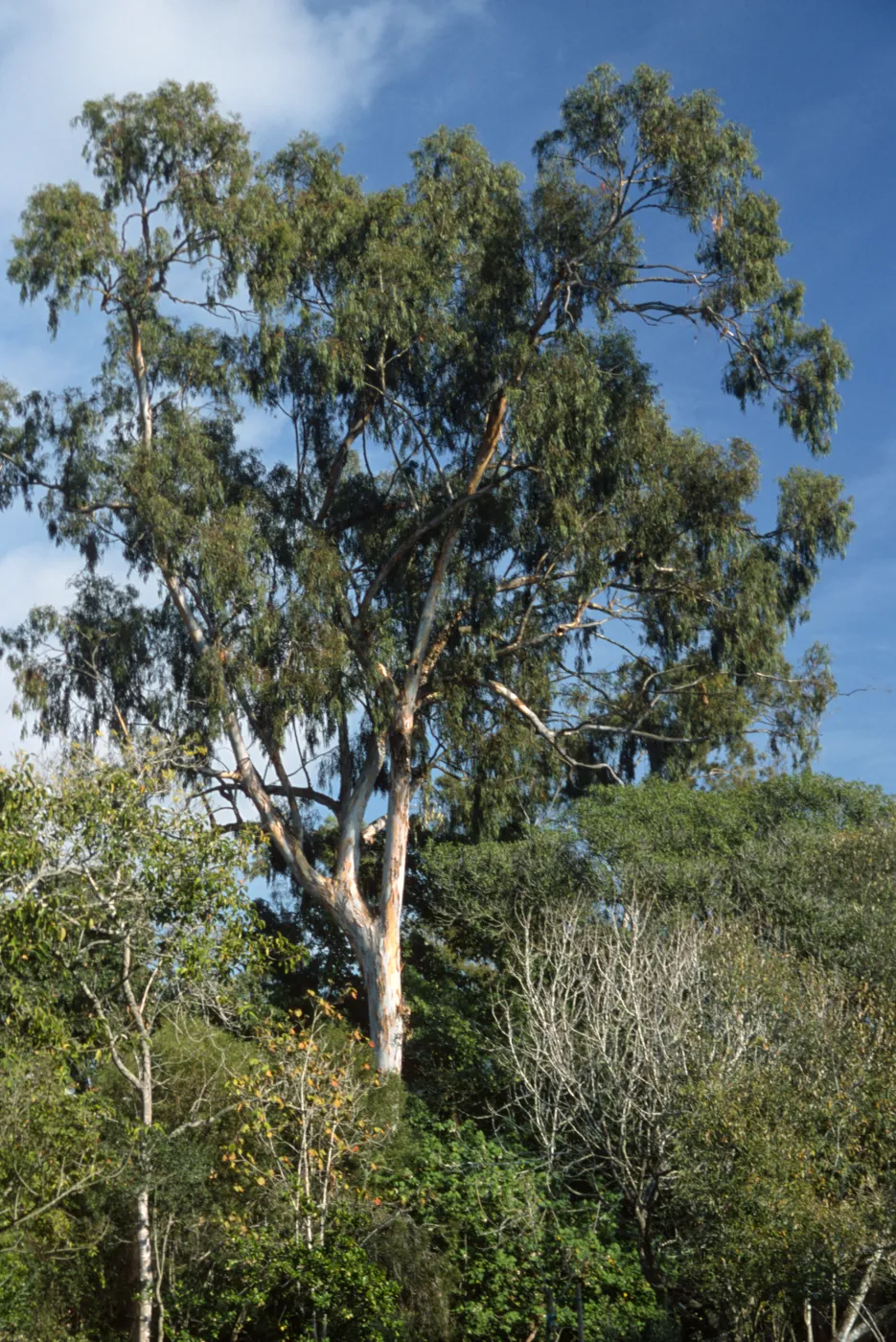 Eucalyptus camaldulensis