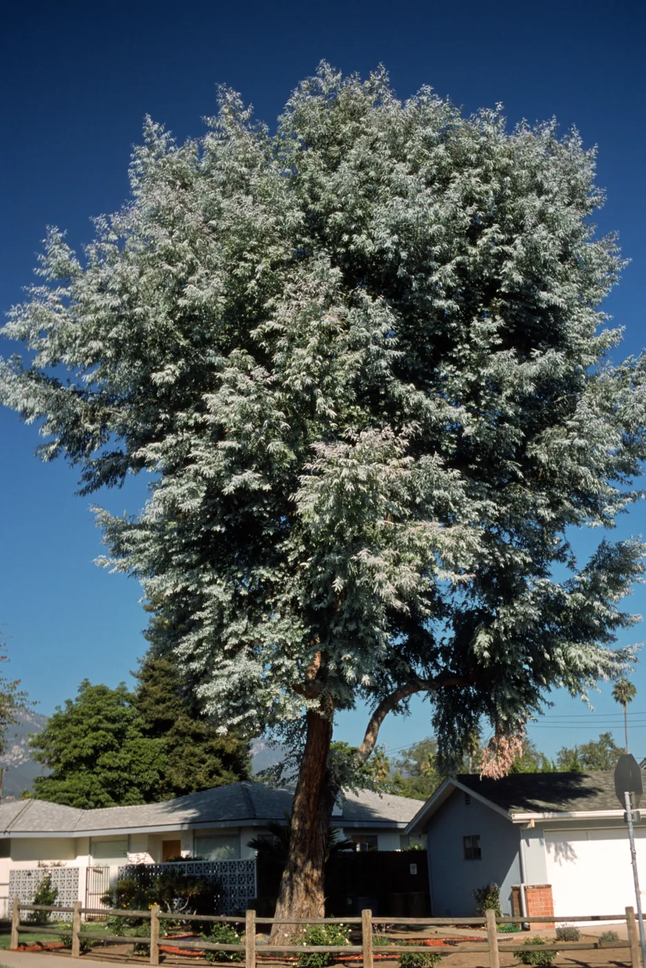 Eucalyptus cinerea