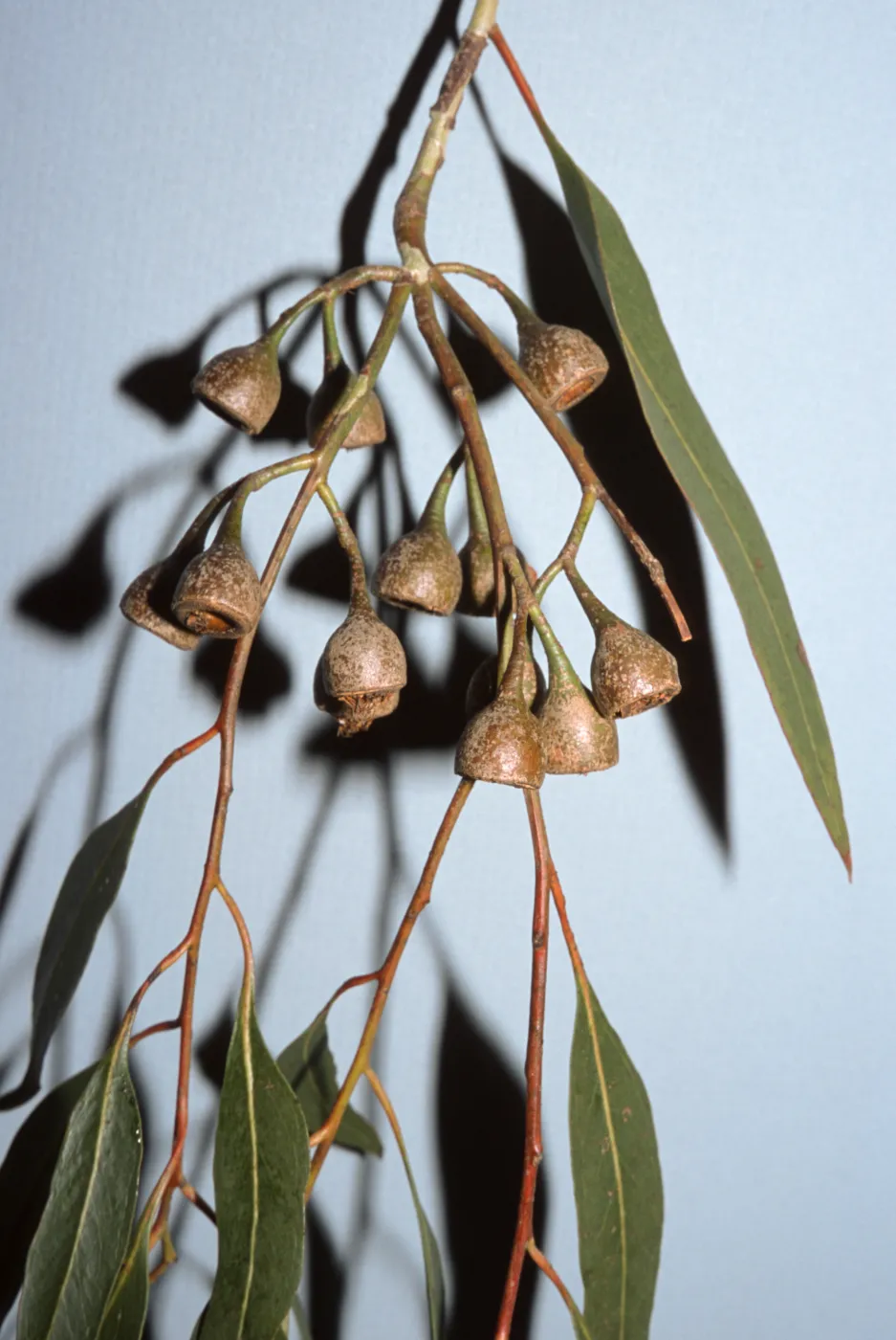Eucalyptus cladocalyx