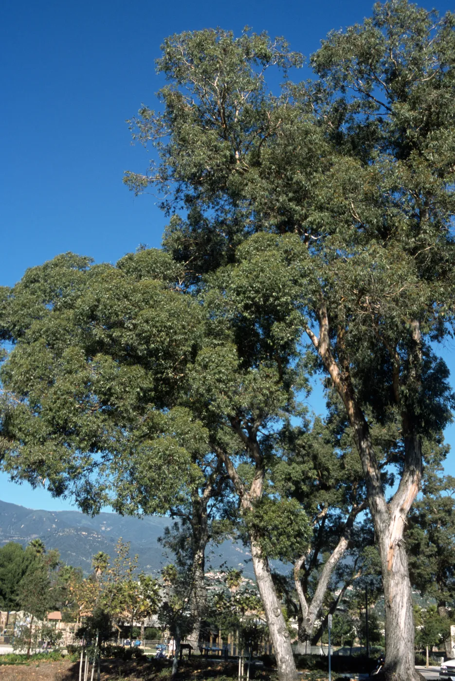 Eucalyptus cornuta