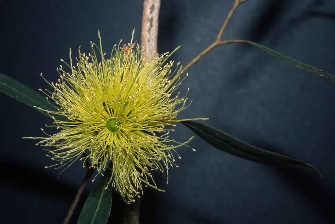 Eucalyptus cornuta