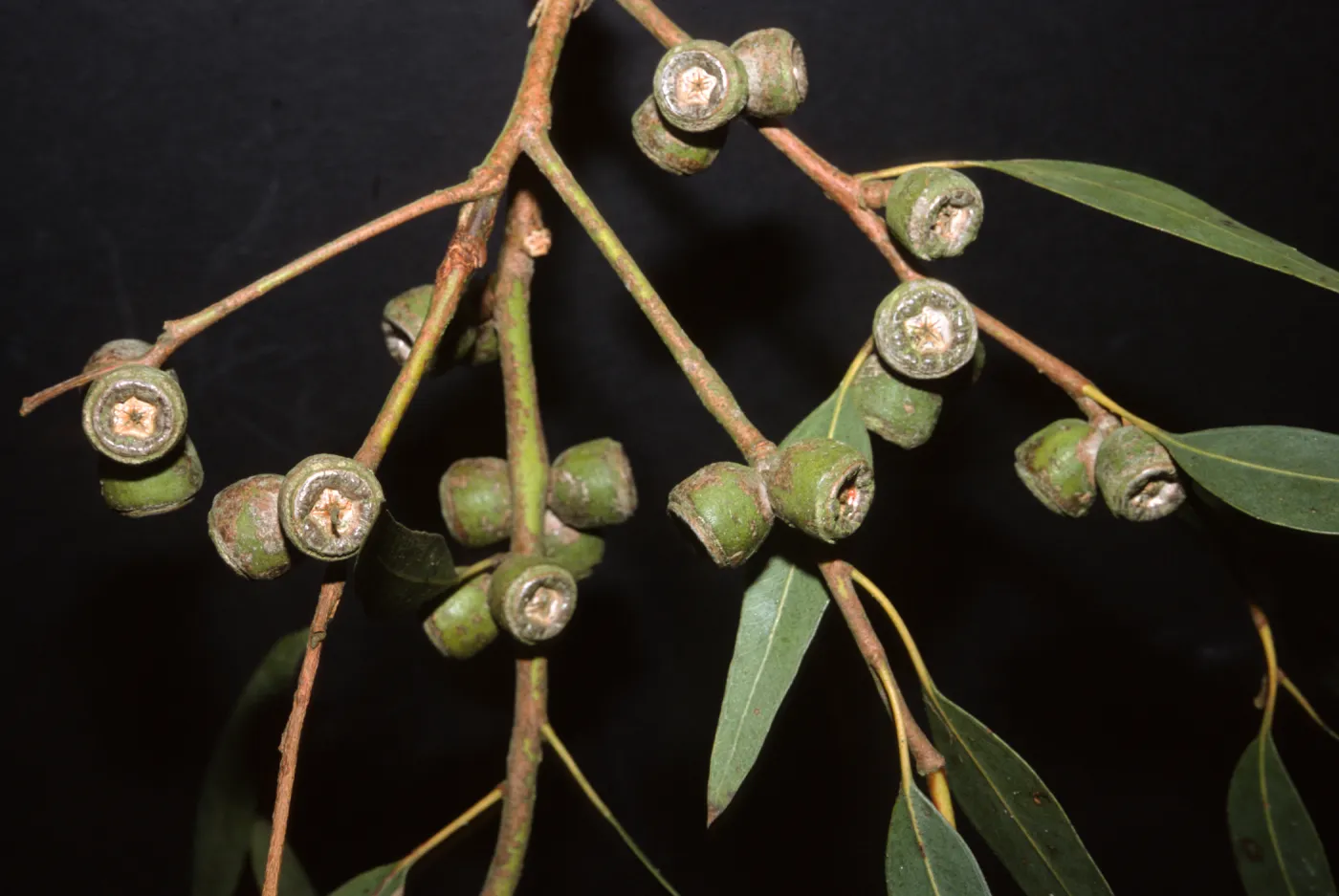 Eucalyptus cosmophylla