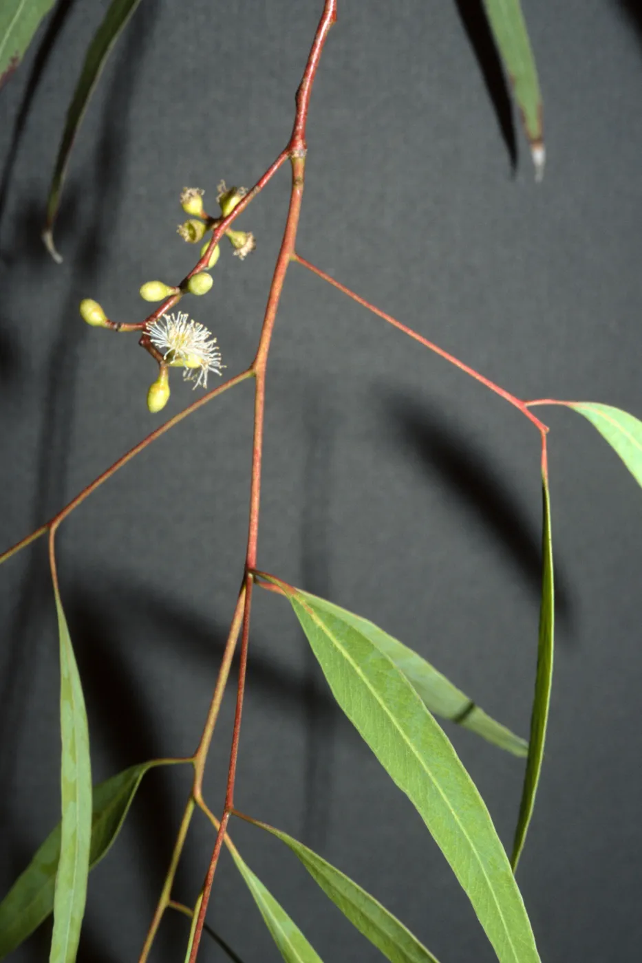 Eucalyptus creba