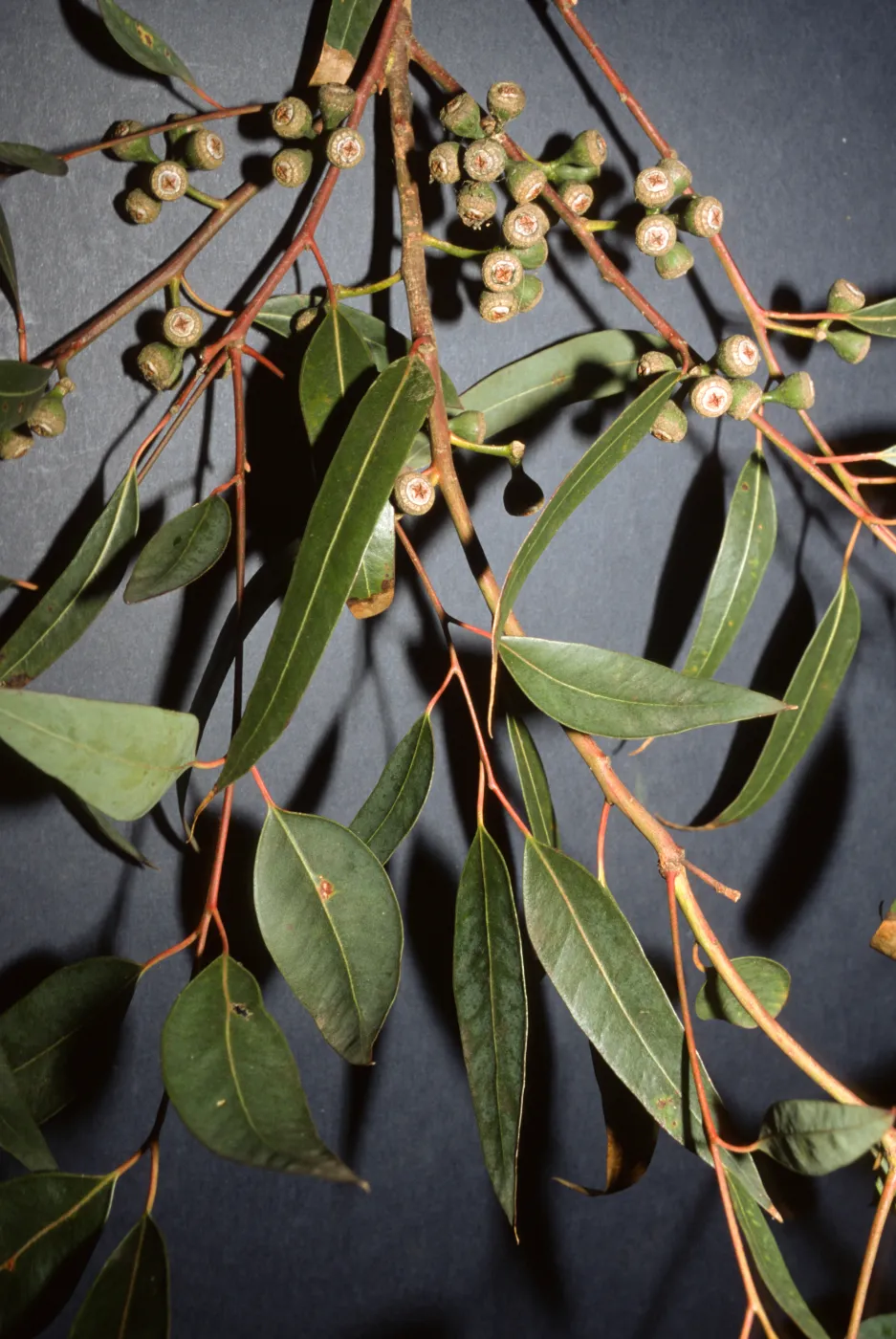 Eucalyptus diversifcolor