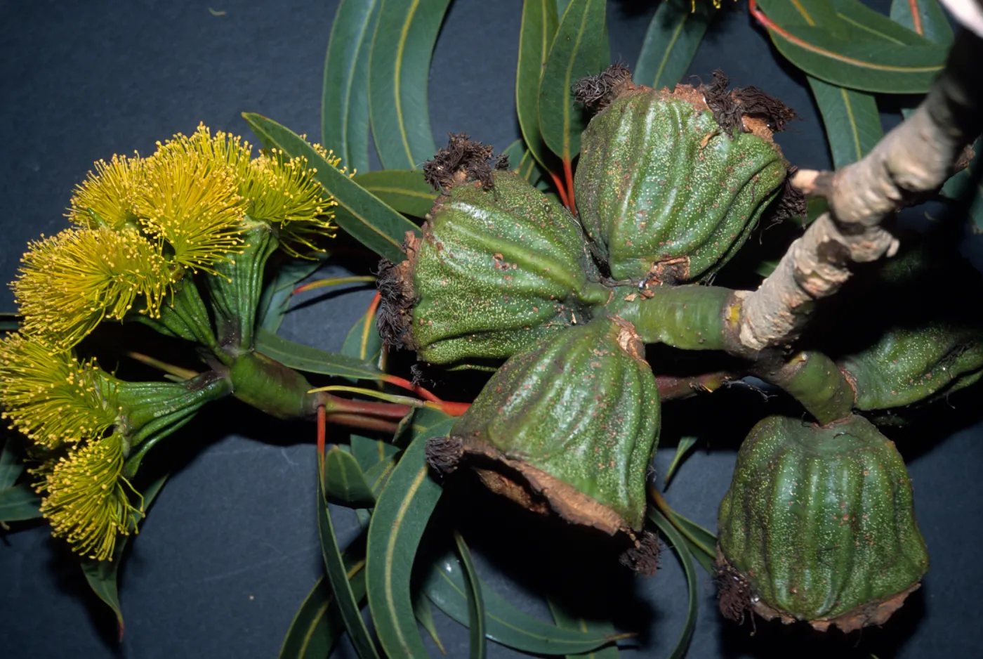 Eucalyptus erythrocorys