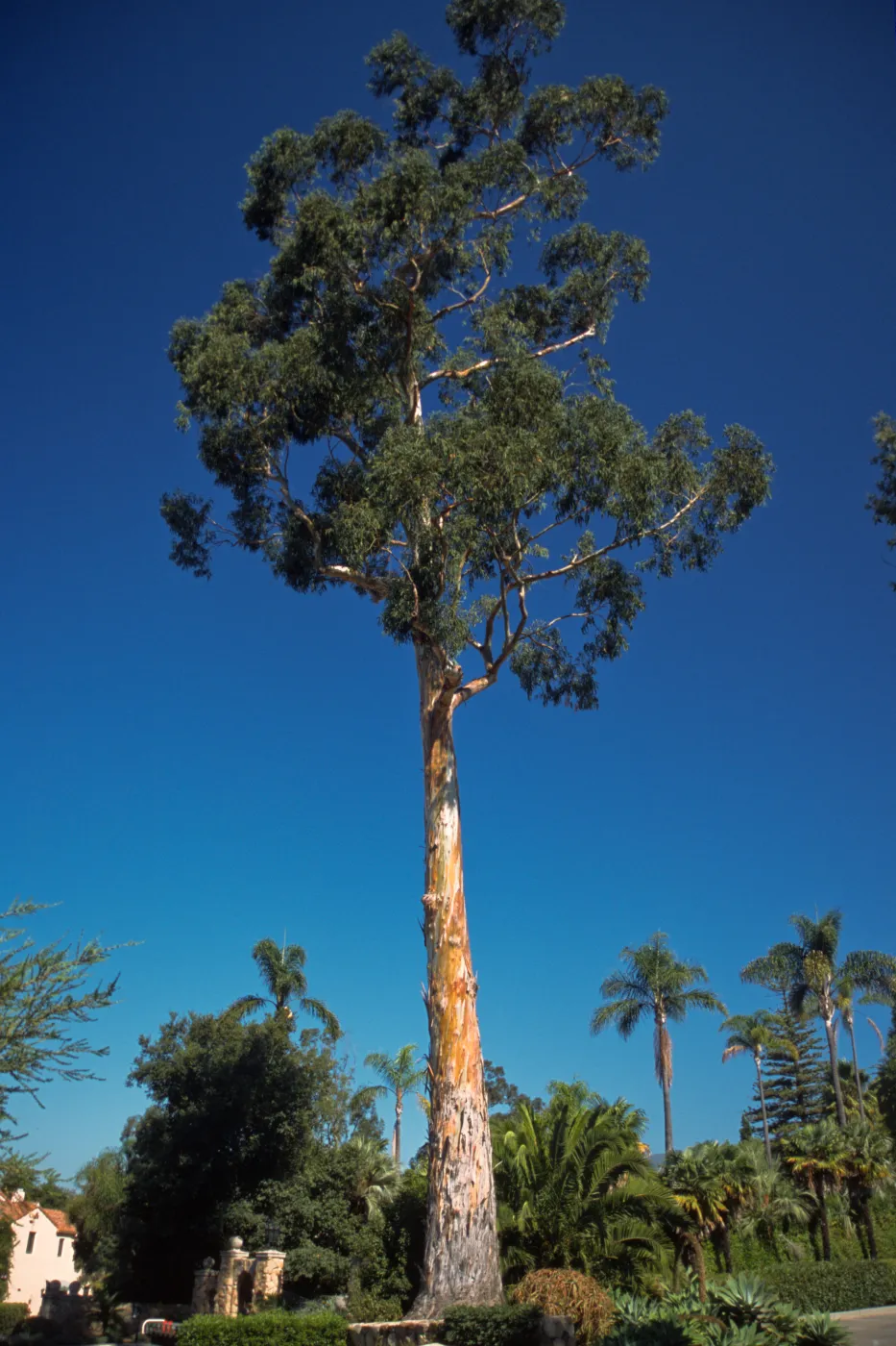 Eucalyptus globulus