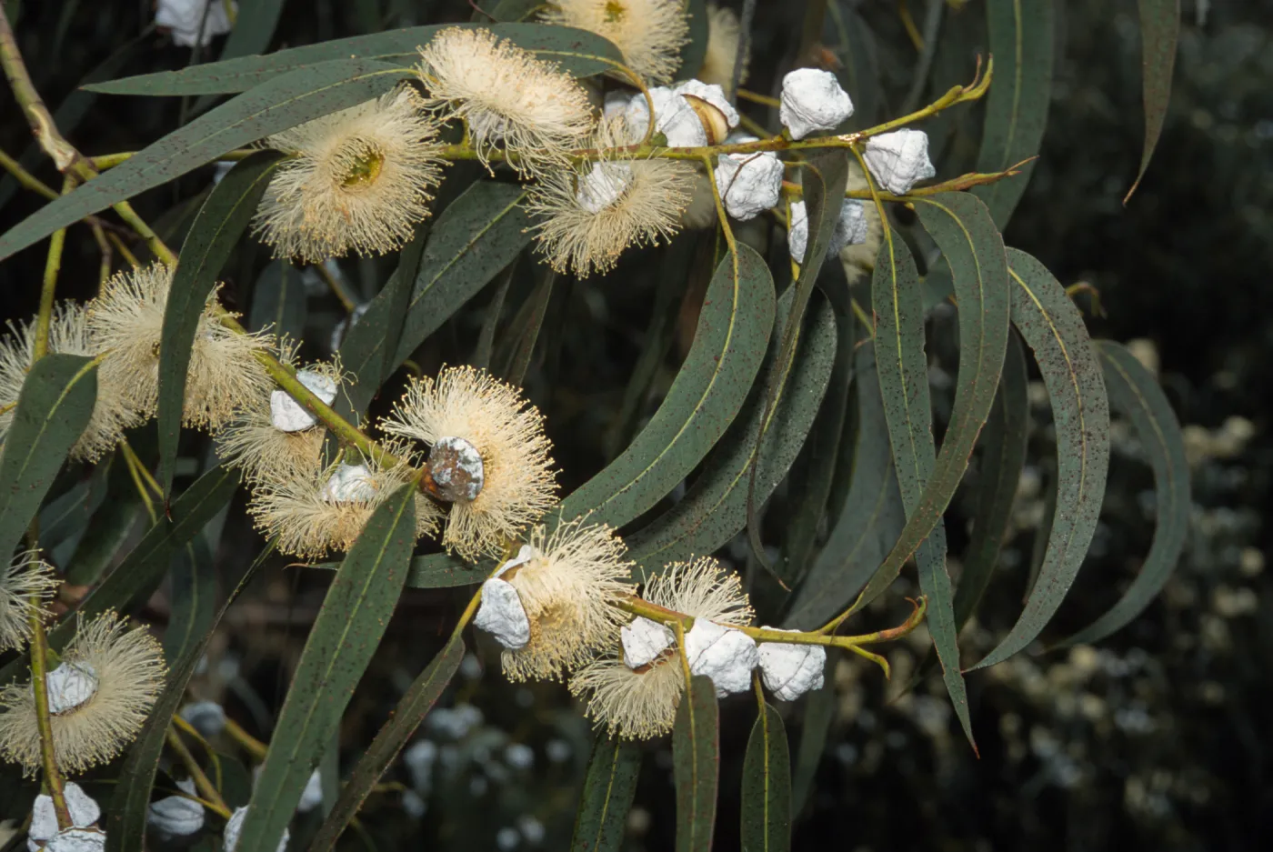 Eucalyptus globulus