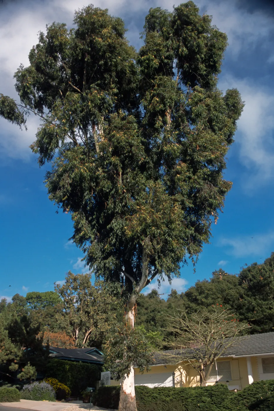 Eucalyptus grandis