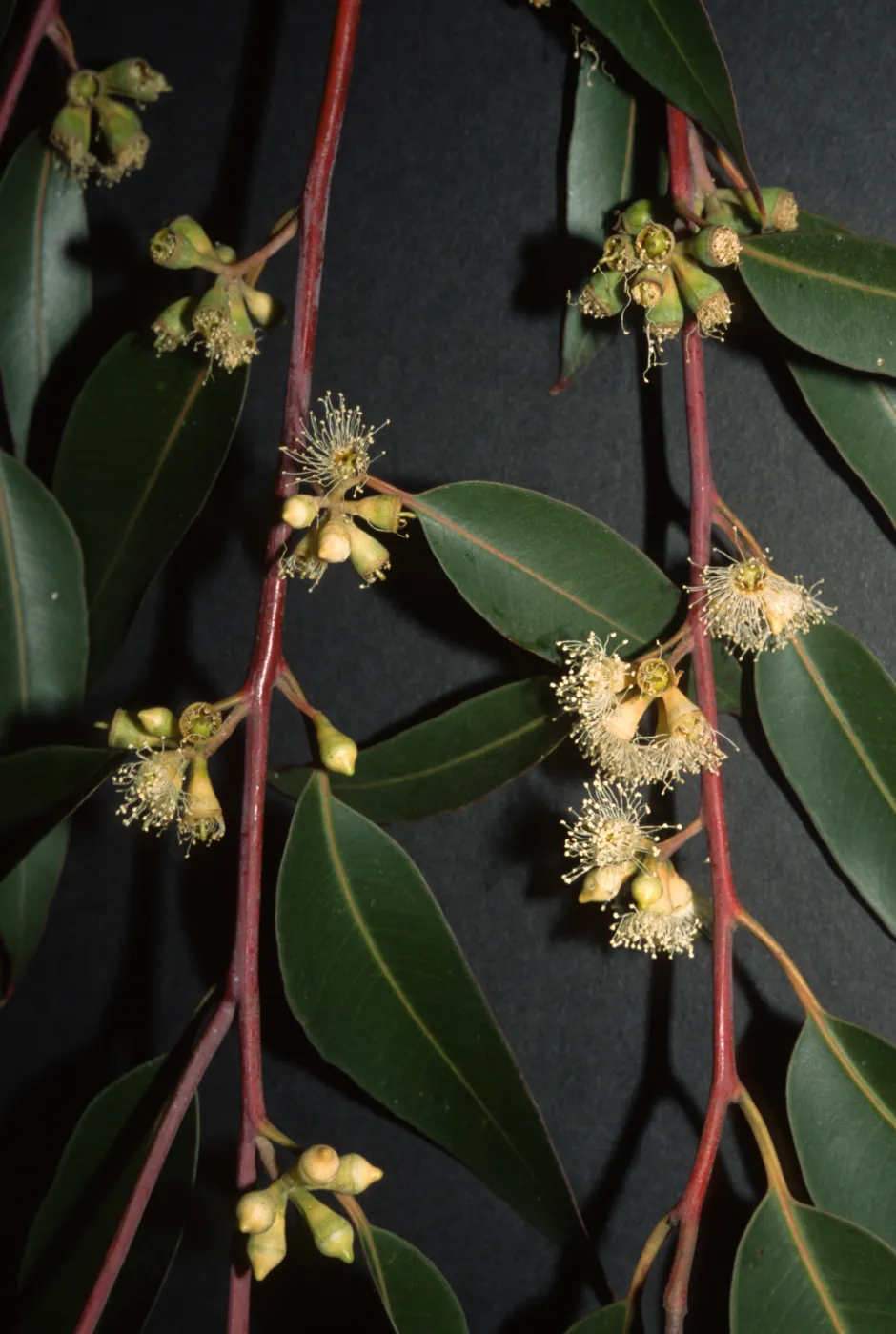 Eucalyptus grandis
