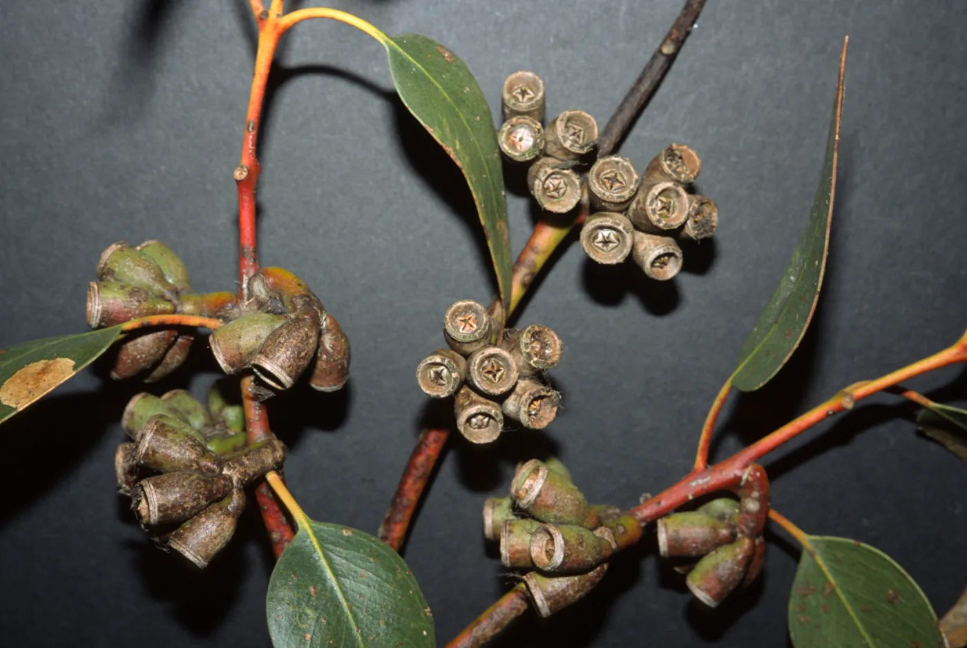 Eucalyptus grossa