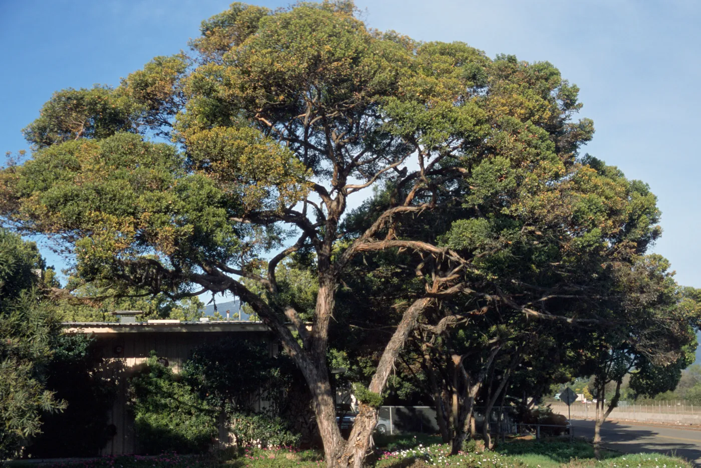 Eucalyptus lehmannii