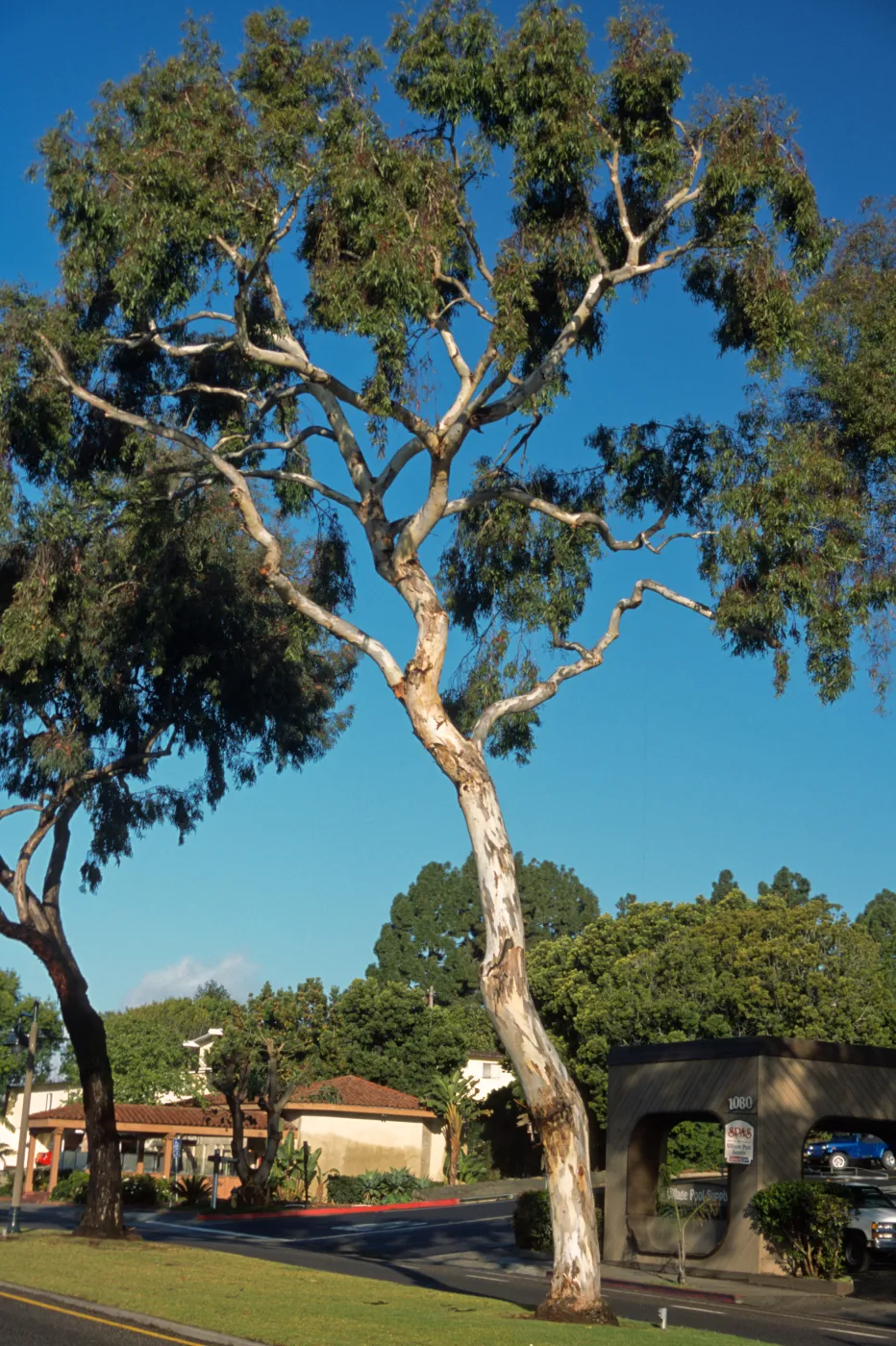 Eucalyptus leucoxylon 'Rosea'