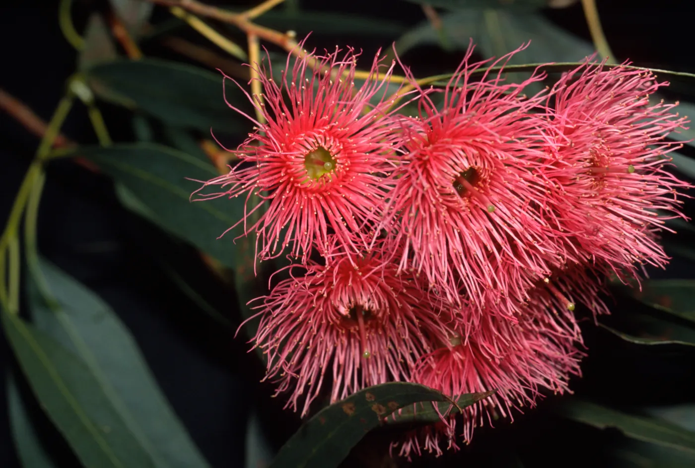 Eucalyptus leucoxylon 