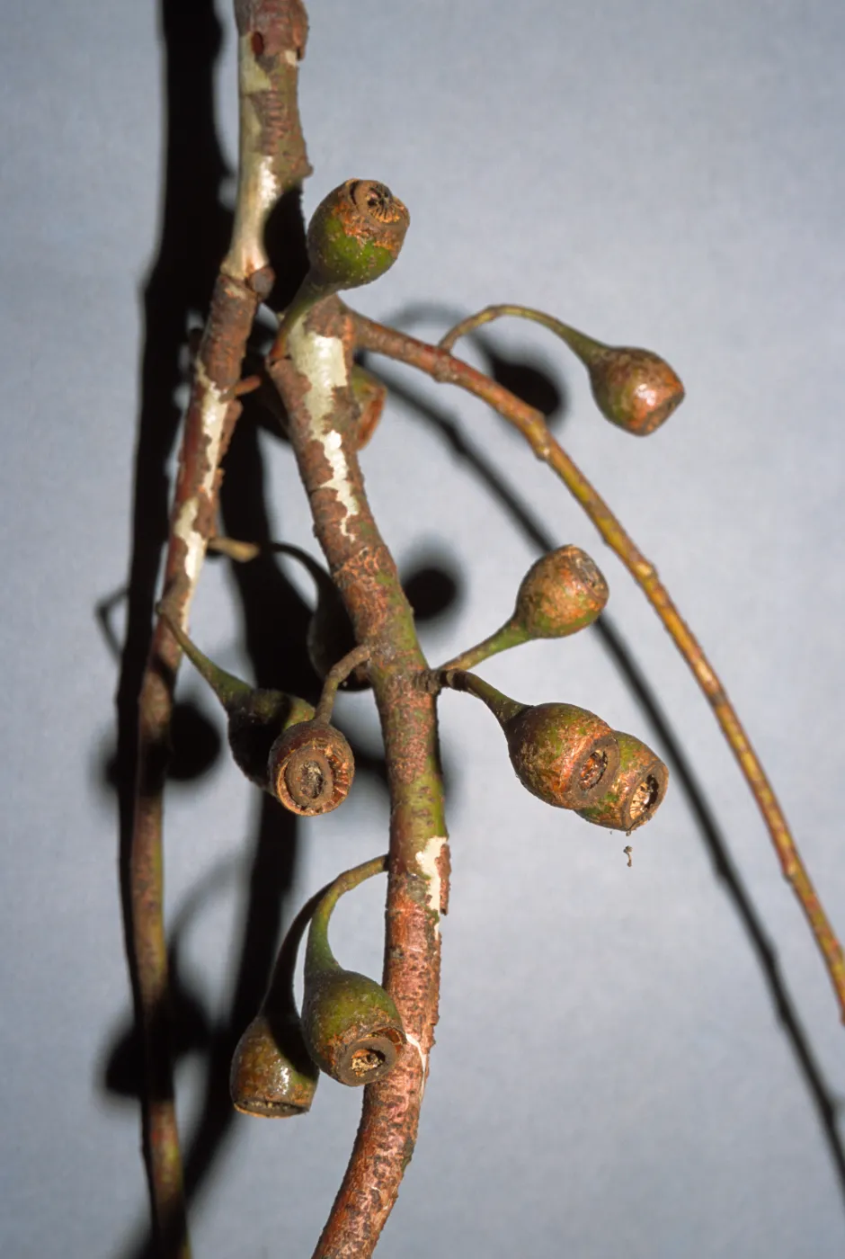 Eucalyptus leucoxylon 