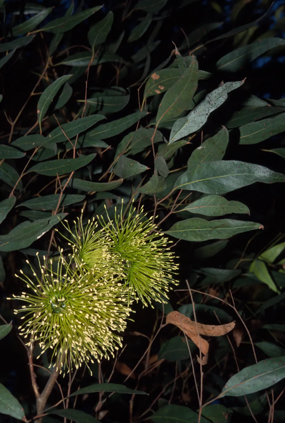 Eucalyptus megacornuta