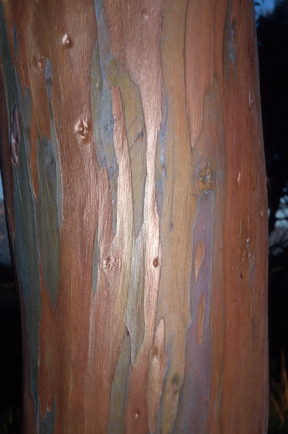 Eucalyptus megacornuta