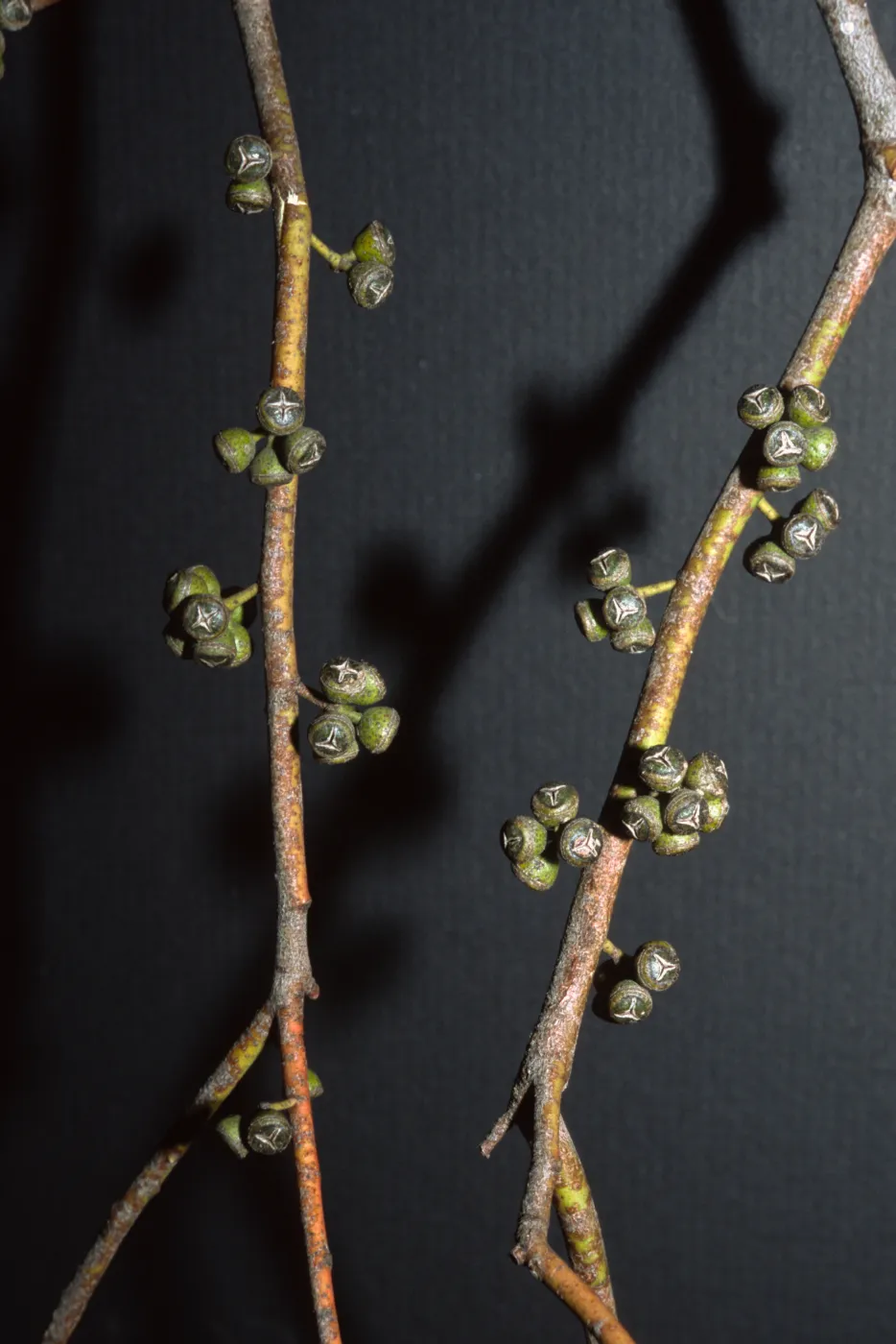 Eucalyptus nicholii